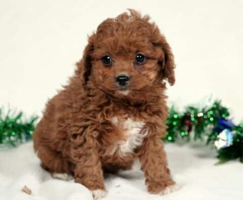 Zipper Cavapoo