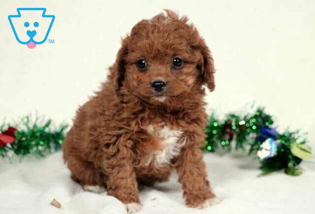 Zipper Cavapoo image