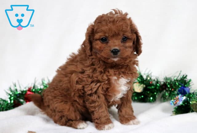 Zipper Cavapoo2 image