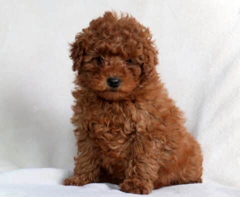Zipper Mini Poodle