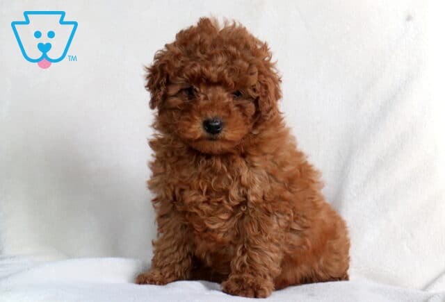 Zipper Mini Poodle image
