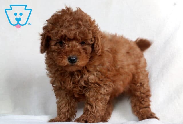 Zipper Mini Poodle2 image