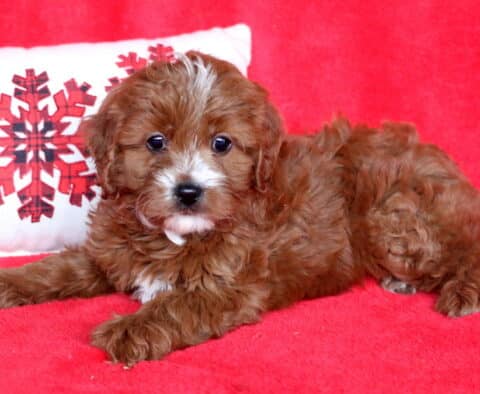 Zoey Cavapoo