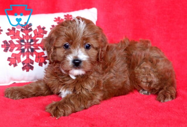 Zoey Cavapoo image
