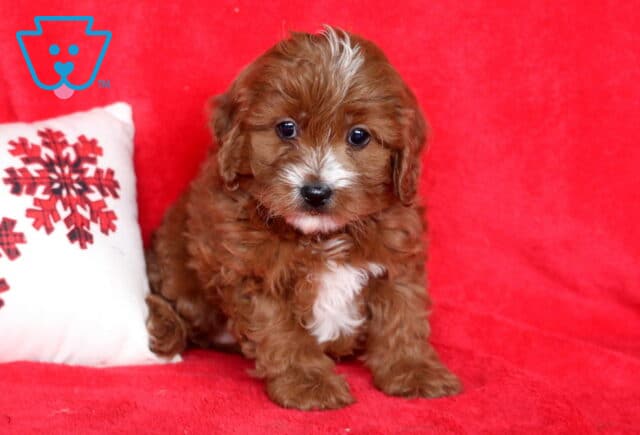 Zoey Cavapoo2 image