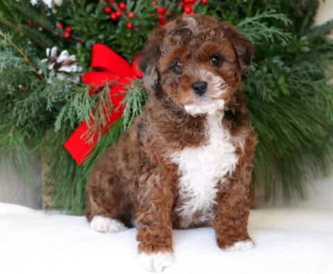 Zoey Mini Aussiedoodle