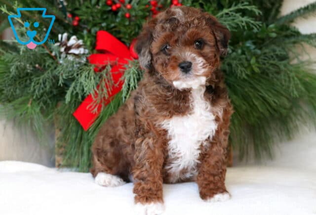 Zoey Mini Aussiedoodle image