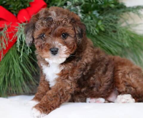 Fluffy Mini Aussiedoodle puppy with curly brown and white fur sitting on a white surface in front of festive greenery and a large red bow.