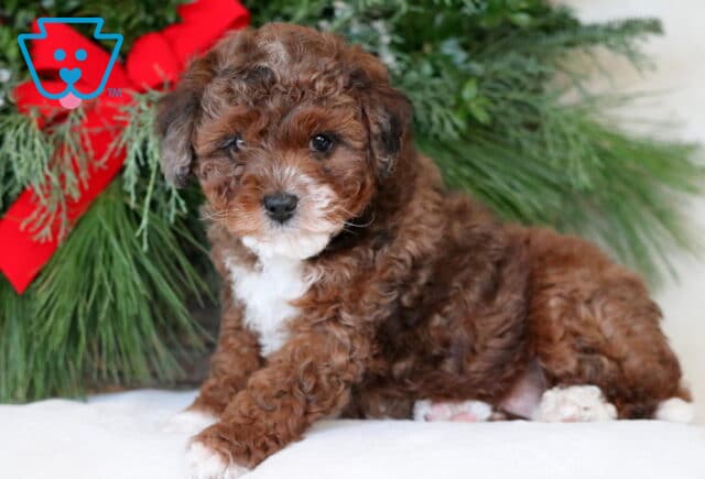 Zoey Mini Aussiedoodle2 image