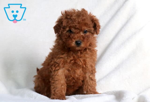 Zoey Mini Poodle image