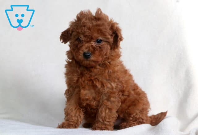 Zoey Mini Poodle2 image
