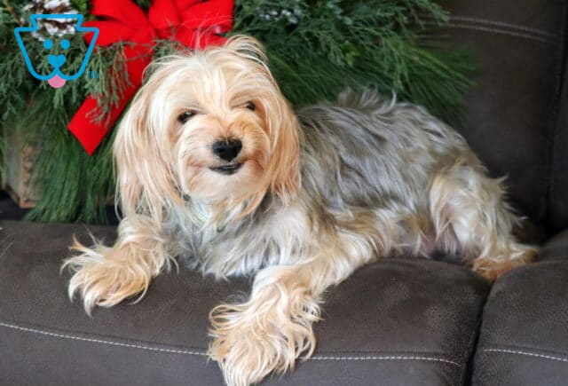 Zonda Yorkie Sadie Herschberger image