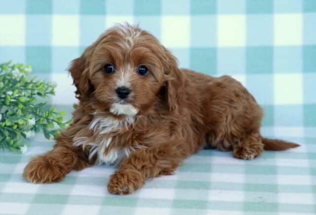 Abigail Cavapoo image