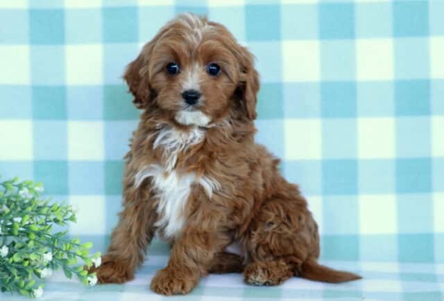 Abigail Cavapoo2 image