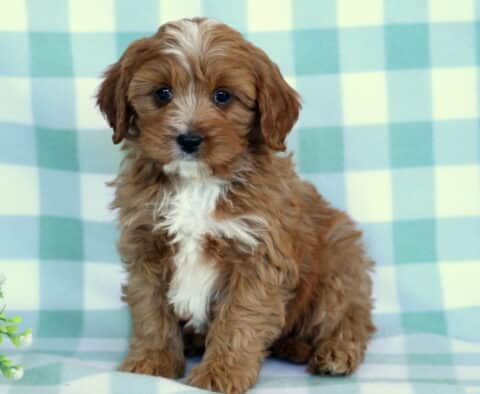 Adorable red Cavapoo puppy with a white chest sitting on a mint green checkered blanket beside a small green plant, featuring fluffy curls and bright, expressive eyes