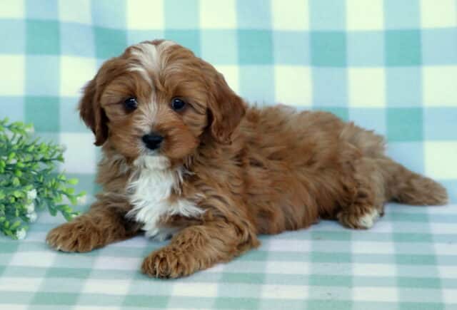 Adam Cavapoo2 image