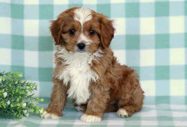 Aj Cavapoo2 image