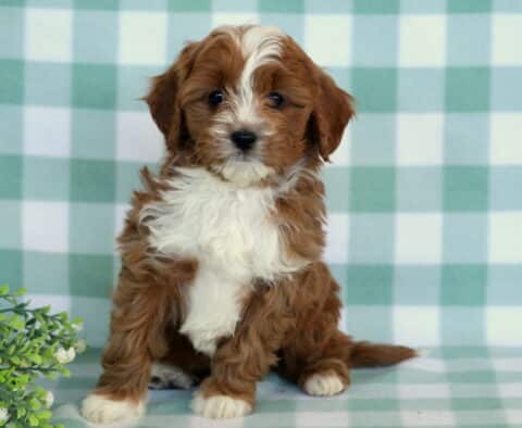 Red and white Cavapoo puppy sitting upright on a mint green checkered backdrop with a fluffy white chest and a small green plant beside the puppy