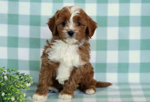 Red and white Cavapoo puppy sitting upright on a mint green checkered backdrop with a fluffy white chest and a small green plant beside the puppy image