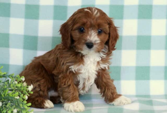 Red and white Cavapoo puppy with a fluffy wavy coat sitting on a green and white checkered backdrop, featuring a white chest blaze and soft floppy ears, photographed indoors with a small decorative plant nearby image