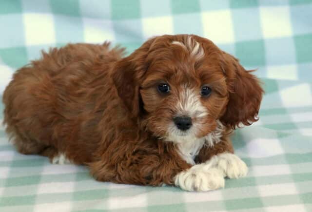 Fluffy red Cavapoo puppy lying down on a mint green checkered blanket, featuring a white muzzle, white front paws, and soft curly ears, photographed in a cozy indoor setting image