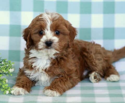 Fluffy red and white Cavapoo puppy lying on a soft mint green checkered backdrop with a leafy green plant beside the puppy, showcasing curly coat and gentle expression