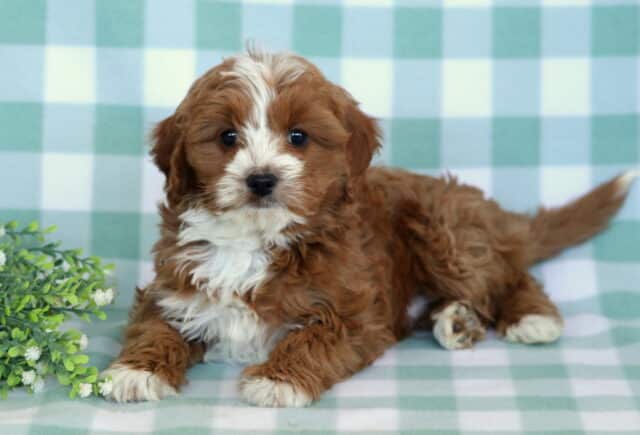 Aspen Cavapoo image