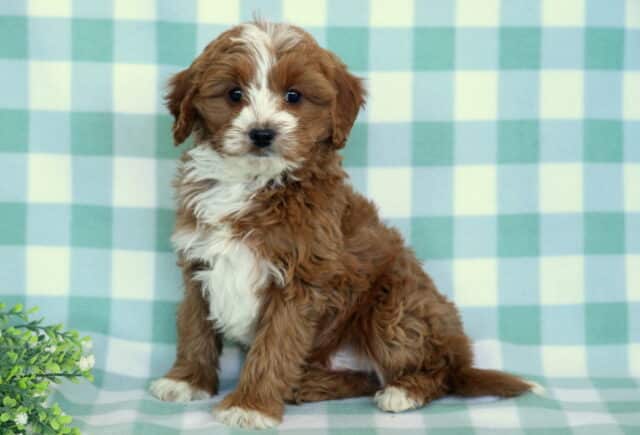 Aspen Cavapoo2 image