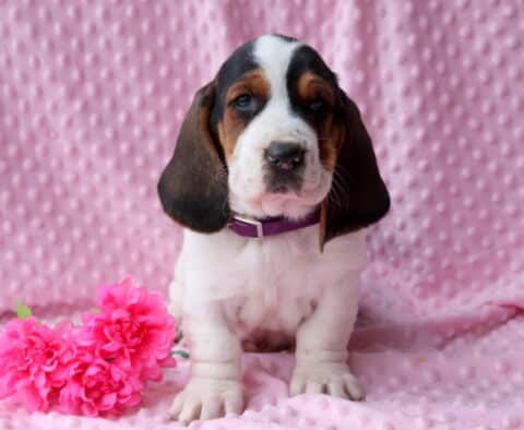 Baby Basset Hound