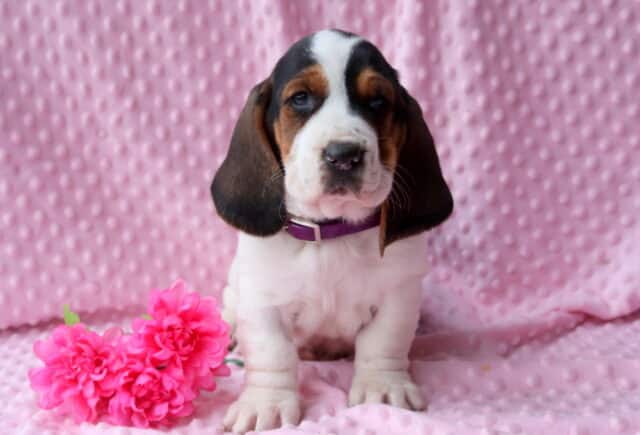 Baby Basset Hound image