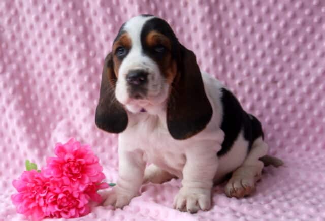 Baby Basset Hound2 image