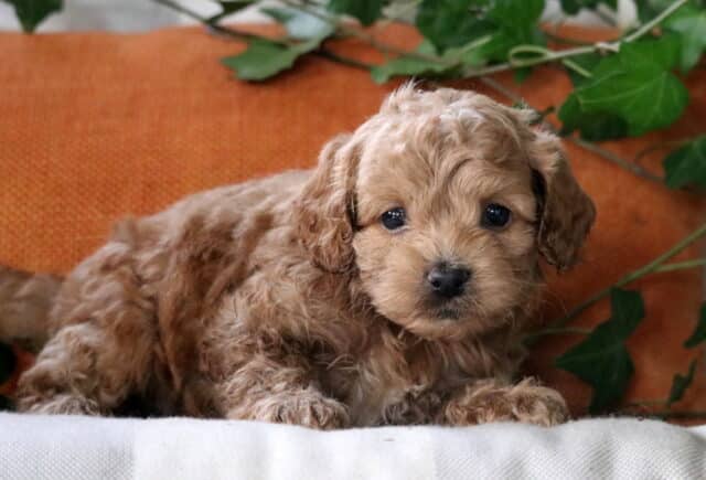 Baby Cockapoo image
