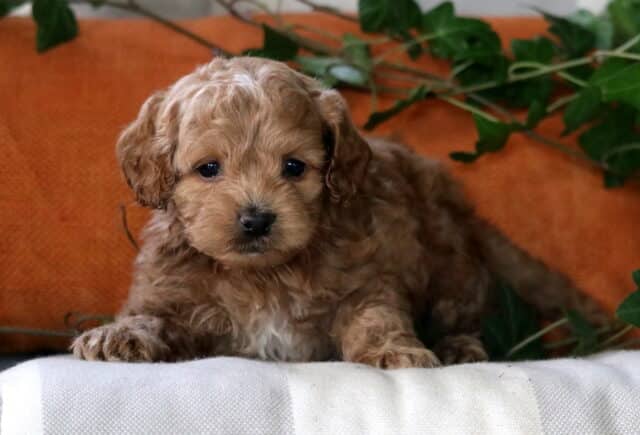 Baby Cockapoo2 image