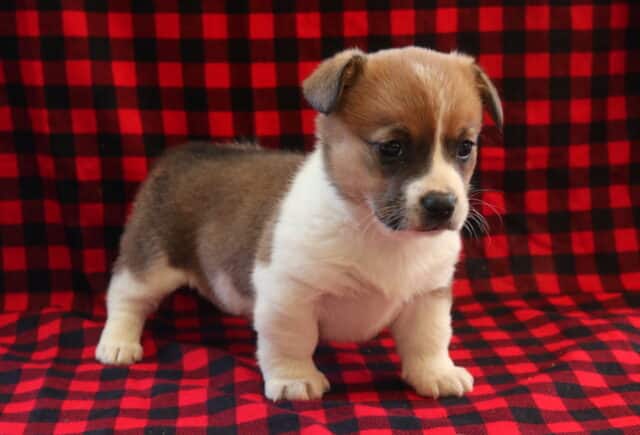 Short-legged Corgi mix puppy with a brown, white, and black coat standing on a red and black plaid blanket, featuring a white chest, dark expressive eyes, and a sweet, alert stance. image