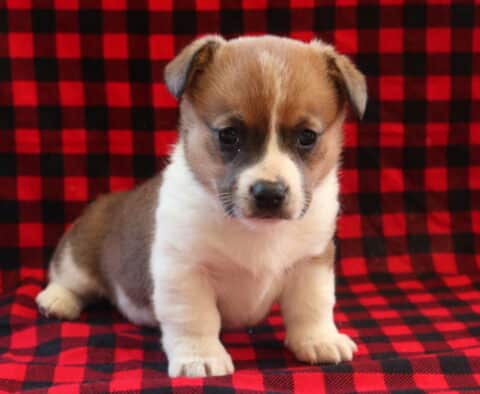 Adorable Corgi mix puppy with a brown and white coat sitting on a red and black plaid blanket, featuring short legs, a white chest, dark eyes, and a calm, attentive expression.