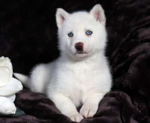 Baby Husky Mix