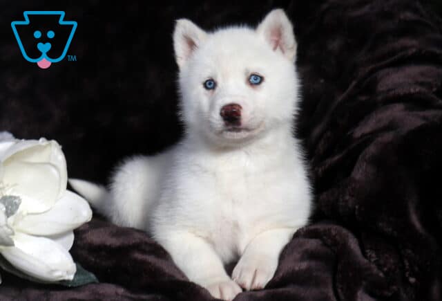 White Alusky puppy with bright blue eyes sitting upright on a dark velvet blanket, front paws tucked neatly together, with a white flower accent nearby. image