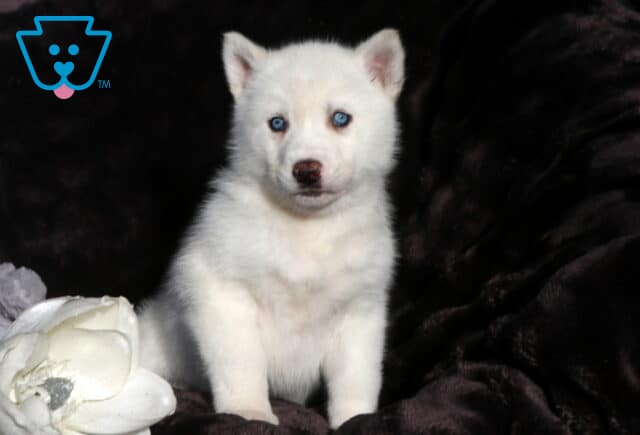 White Alusky puppy with icy blue eyes standing alert on a dark plush blanket, ears perked and fluffy coat glowing against the black background, with a white floral prop beside the puppy. image