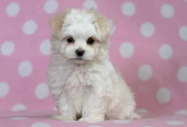 Baby Maltese image