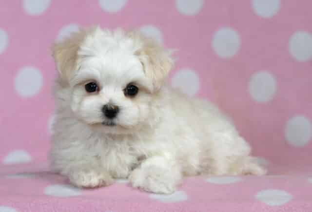 Baby Maltese2 image