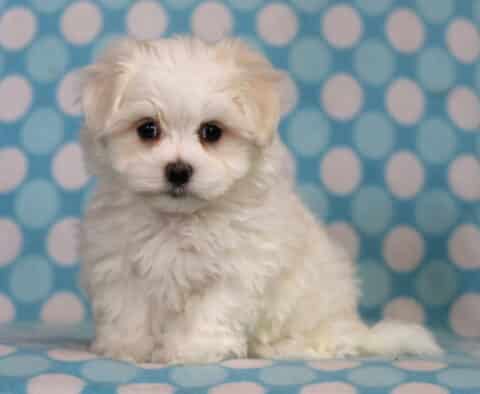 Bandit Maltese