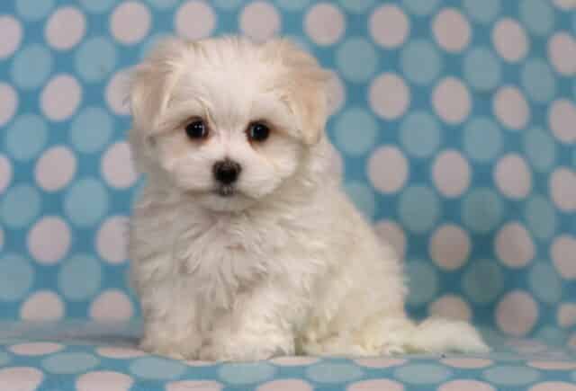 Bandit Maltese image