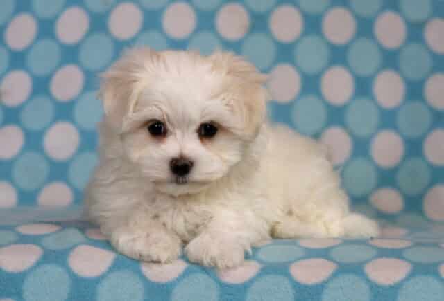 Bandit Maltese2 image