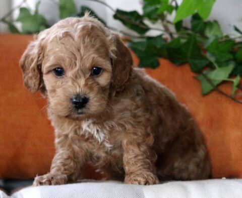 Light apricot Cockapoo puppy sitting on a white couch with an orange pillow and greenery, showing a fluffy curly coat, round dark eyes, and a sweet, alert expression.