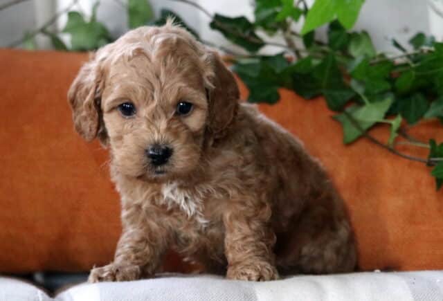 Barker Cockapoo2 image