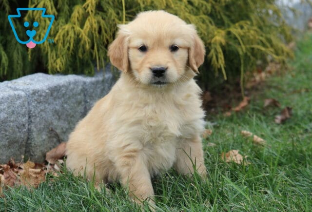 Golden Retriever puppy with a soft light-gold coat sitting in the grass near a stone and evergreen shrubs, looking sweetly at the camera. image