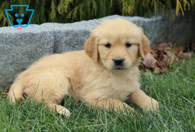 Golden Retriever puppy with a fluffy light-golden coat lying in green grass beside a stone border, calmly gazing toward the camera. image