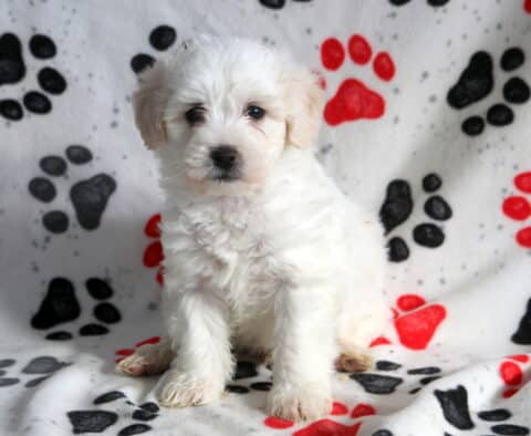 Fluffy white Poodle mix puppy sitting on a paw-print blanket, featuring a soft curly coat, dark round eyes, and a gentle teddy bear expression