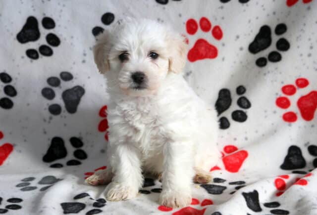 Fluffy white Poodle mix puppy sitting on a paw-print blanket, featuring a soft curly coat, dark round eyes, and a gentle teddy bear expression image