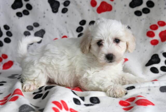 White Poodle mix puppy lying on a paw-print blanket, showing a fluffy wavy coat, curled tail, dark expressive eyes, and a calm, cuddly pose image